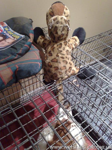 2009-12-17 01.jpg - I'm sure it WILL fit through the cage...